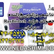 raybiotech